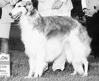 Top Obedience Borzoi 2001